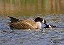 Branta canadensis